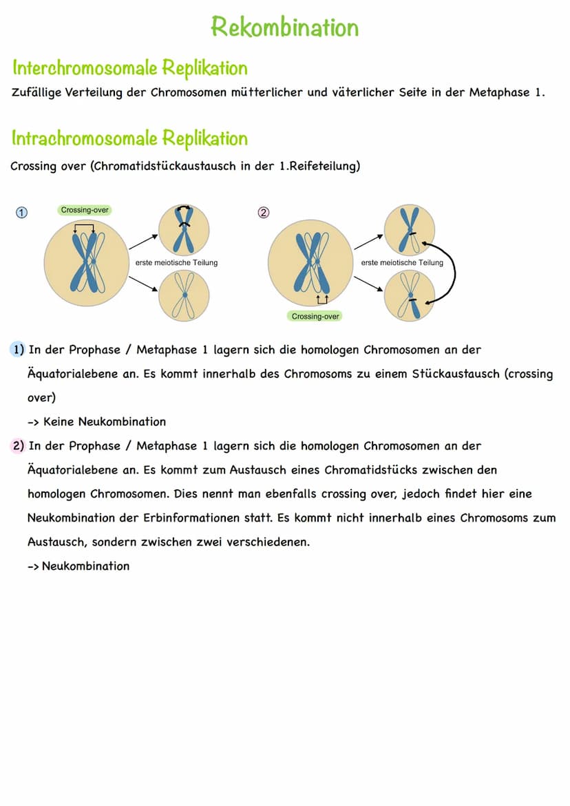 Chromatin
Chromatiden
Begriff
Chromosom
Centromer
DNA
Diploid
Haploid
Homologe
Chromosomen
Autosomen
Gonosom
Karyogramm
Nukleotid
Basen
Grun