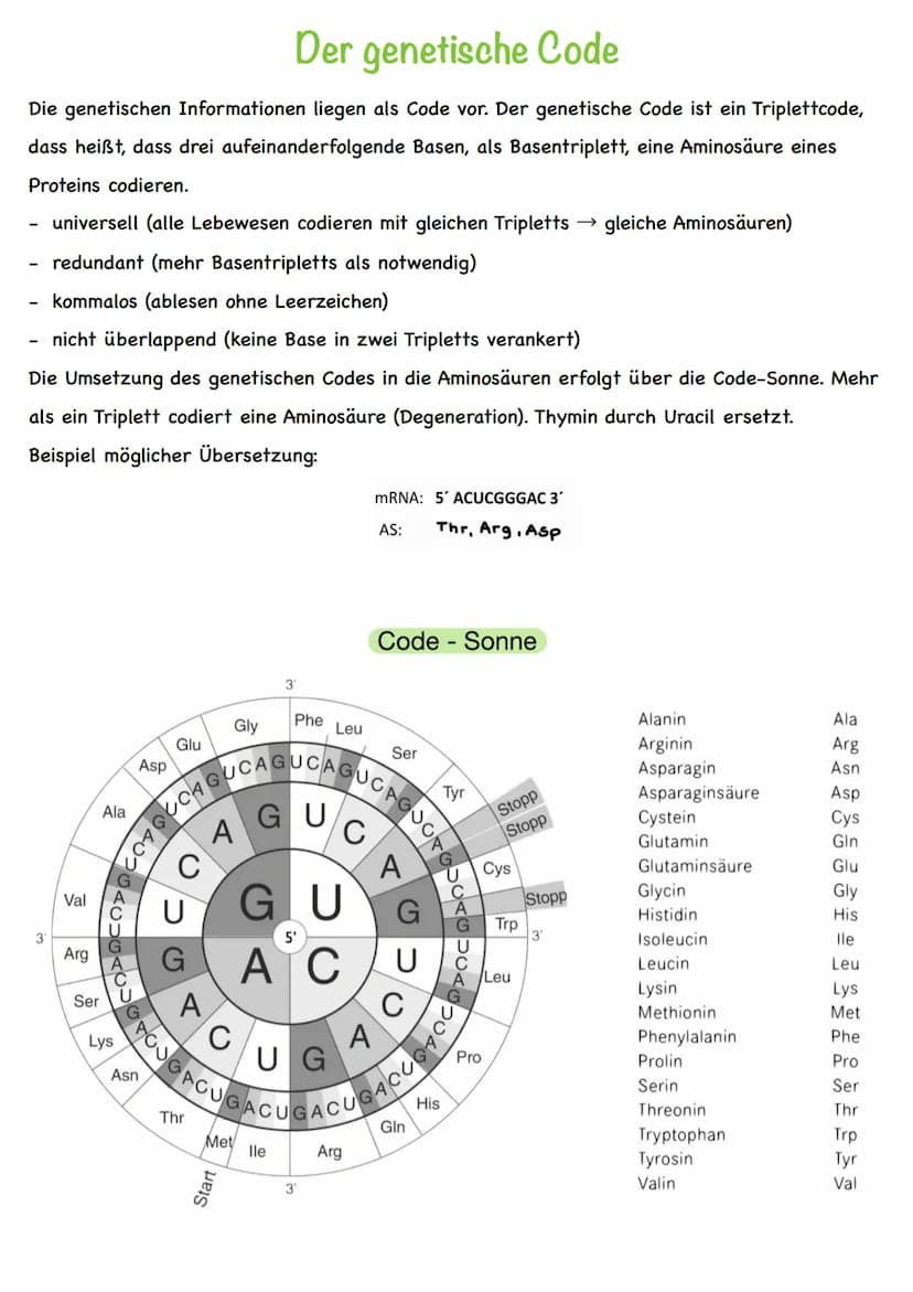 Chromatin
Chromatiden
Begriff
Chromosom
Centromer
DNA
Diploid
Haploid
Homologe
Chromosomen
Autosomen
Gonosom
Karyogramm
Nukleotid
Basen
Grun