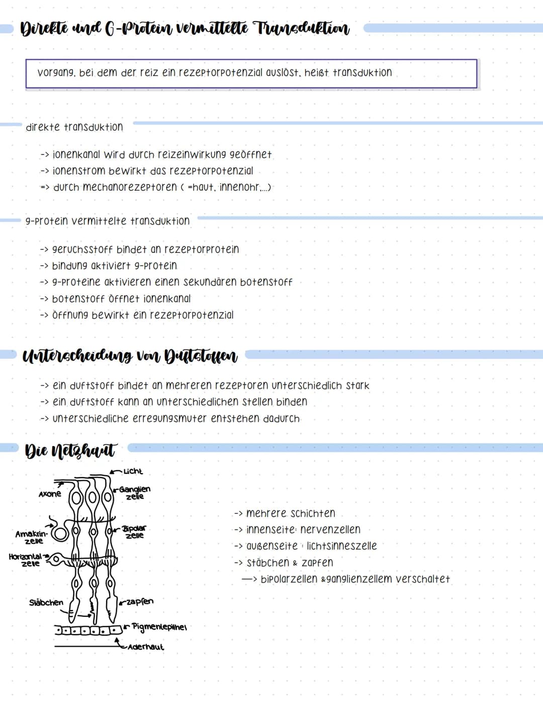 Reaktionsschema
(sensor)
sinnesorgan
Neurobiologie
sensorischer imput
afferenter nerv
weiterleitung elektrischer erregungen
muskel
(effektor