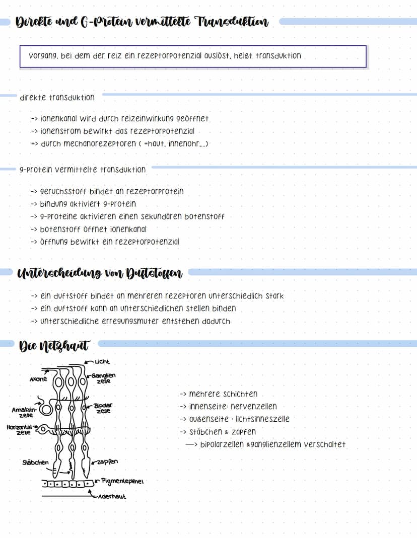 Reaktionsschema
(sensor)
sinnesorgan
Neurobiologie
sensorischer imput
afferenter nerv
weiterleitung elektrischer erregungen
muskel
(effektor