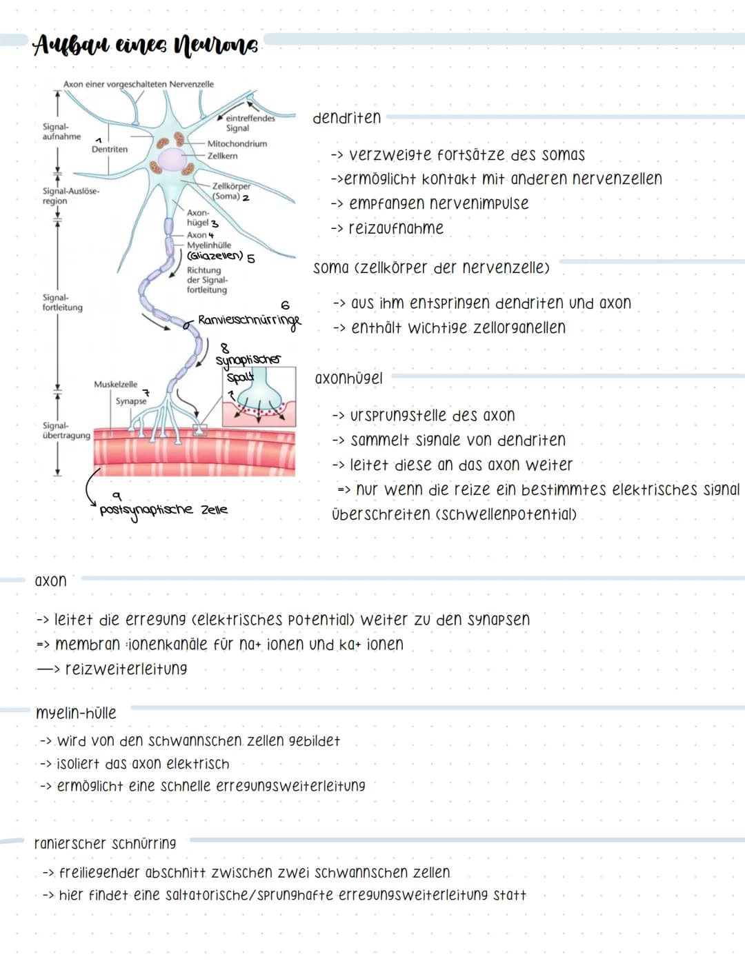 Reaktionsschema
(sensor)
sinnesorgan
Neurobiologie
sensorischer imput
afferenter nerv
weiterleitung elektrischer erregungen
muskel
(effektor