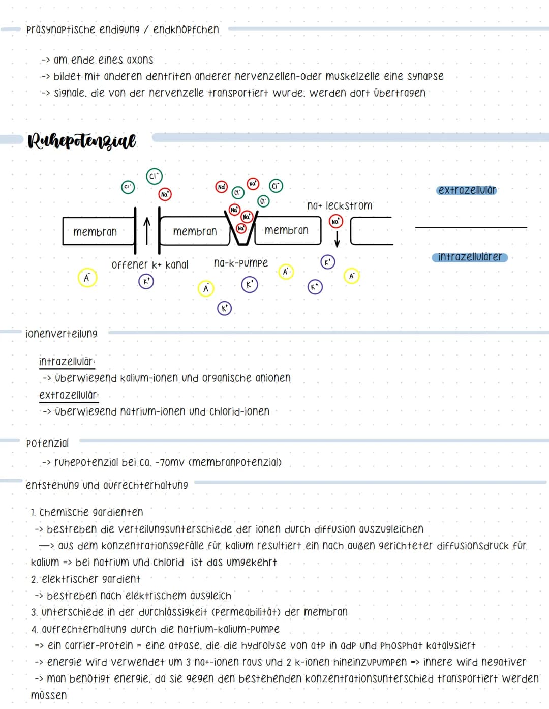 Reaktionsschema
(sensor)
sinnesorgan
Neurobiologie
sensorischer imput
afferenter nerv
weiterleitung elektrischer erregungen
muskel
(effektor