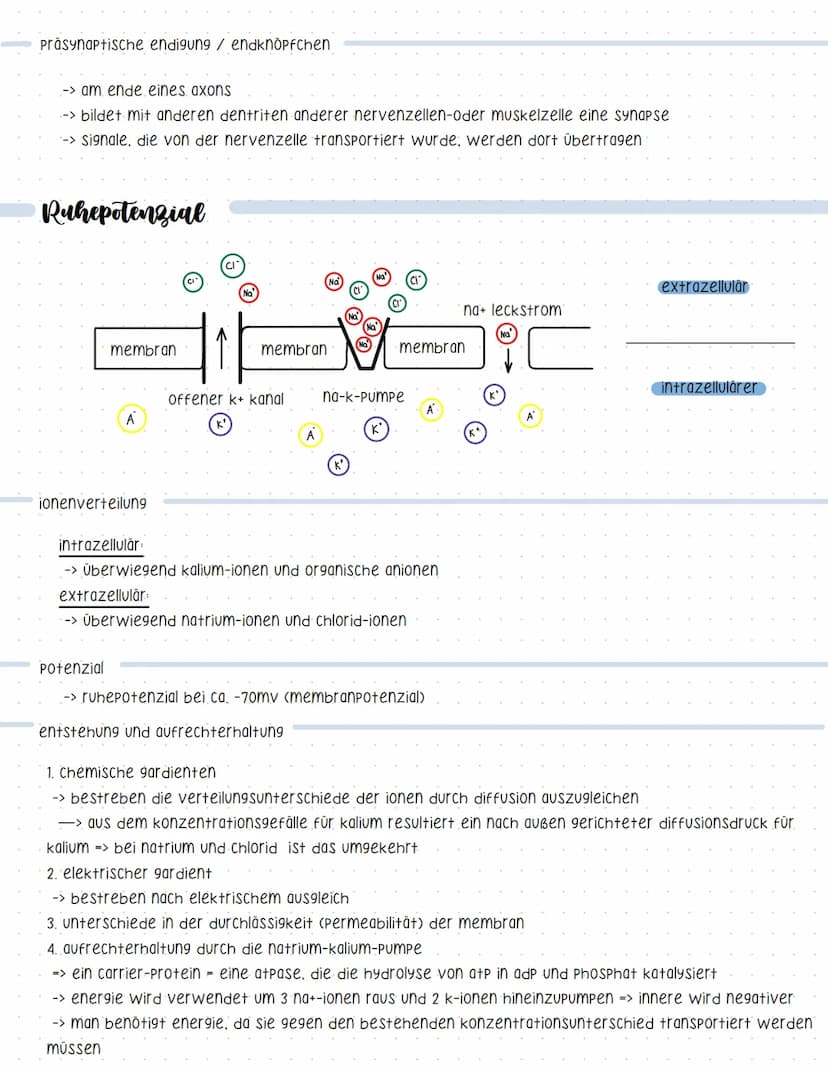 Reaktionsschema
(sensor)
sinnesorgan
Neurobiologie
sensorischer imput
afferenter nerv
weiterleitung elektrischer erregungen
muskel
(effektor