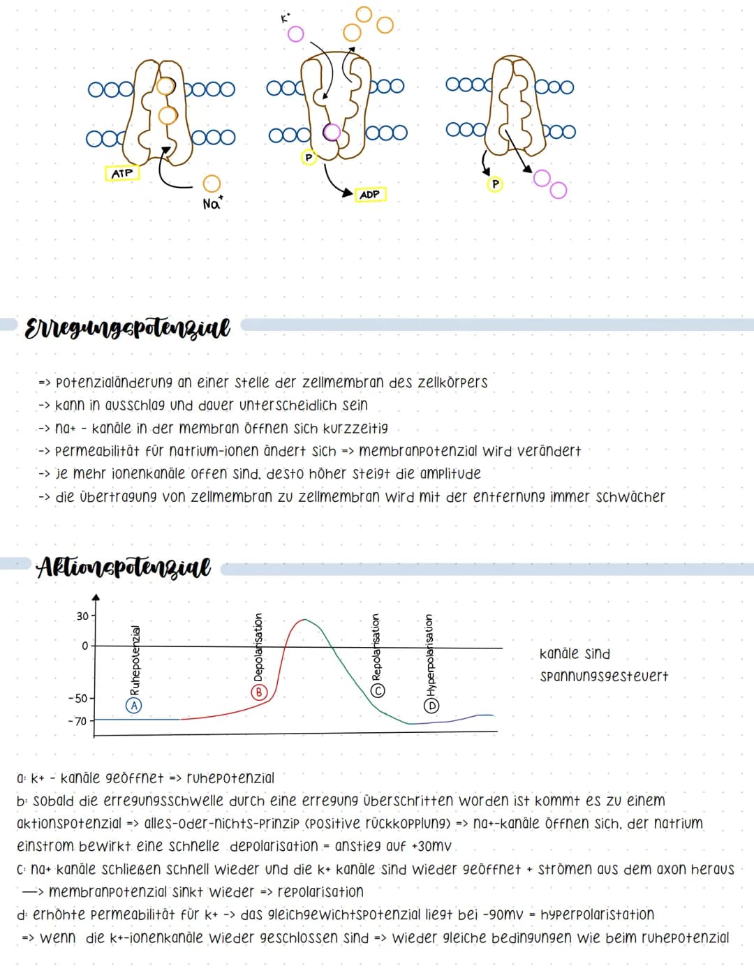 Reaktionsschema
(sensor)
sinnesorgan
Neurobiologie
sensorischer imput
afferenter nerv
weiterleitung elektrischer erregungen
muskel
(effektor