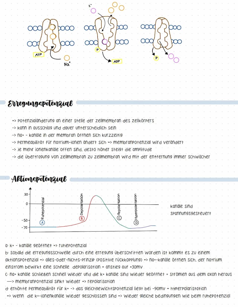 Reaktionsschema
(sensor)
sinnesorgan
Neurobiologie
sensorischer imput
afferenter nerv
weiterleitung elektrischer erregungen
muskel
(effektor