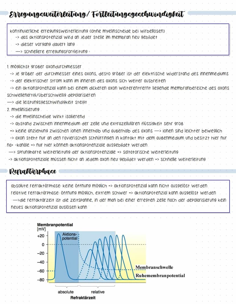 Reaktionsschema
(sensor)
sinnesorgan
Neurobiologie
sensorischer imput
afferenter nerv
weiterleitung elektrischer erregungen
muskel
(effektor