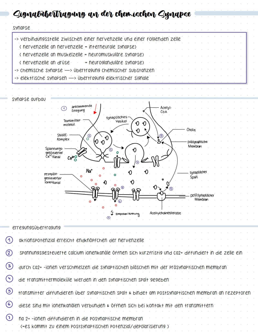Reaktionsschema
(sensor)
sinnesorgan
Neurobiologie
sensorischer imput
afferenter nerv
weiterleitung elektrischer erregungen
muskel
(effektor