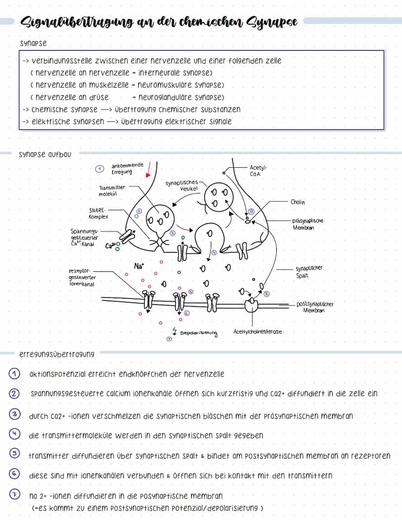 Reaktionsschema
(sensor)
sinnesorgan
Neurobiologie
sensorischer imput
afferenter nerv
weiterleitung elektrischer erregungen
muskel
(effektor