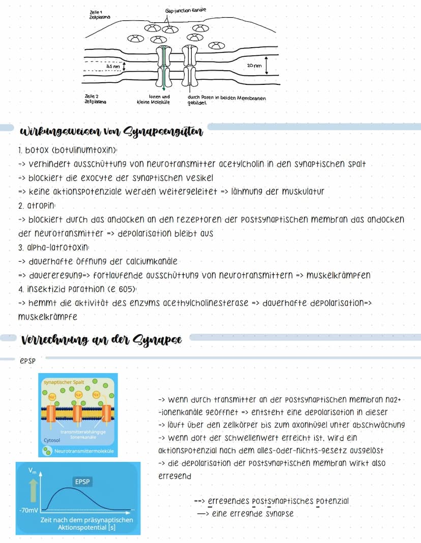 Reaktionsschema
(sensor)
sinnesorgan
Neurobiologie
sensorischer imput
afferenter nerv
weiterleitung elektrischer erregungen
muskel
(effektor