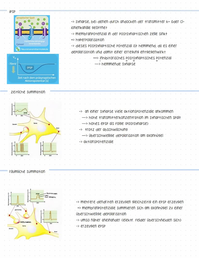 Reaktionsschema
(sensor)
sinnesorgan
Neurobiologie
sensorischer imput
afferenter nerv
weiterleitung elektrischer erregungen
muskel
(effektor