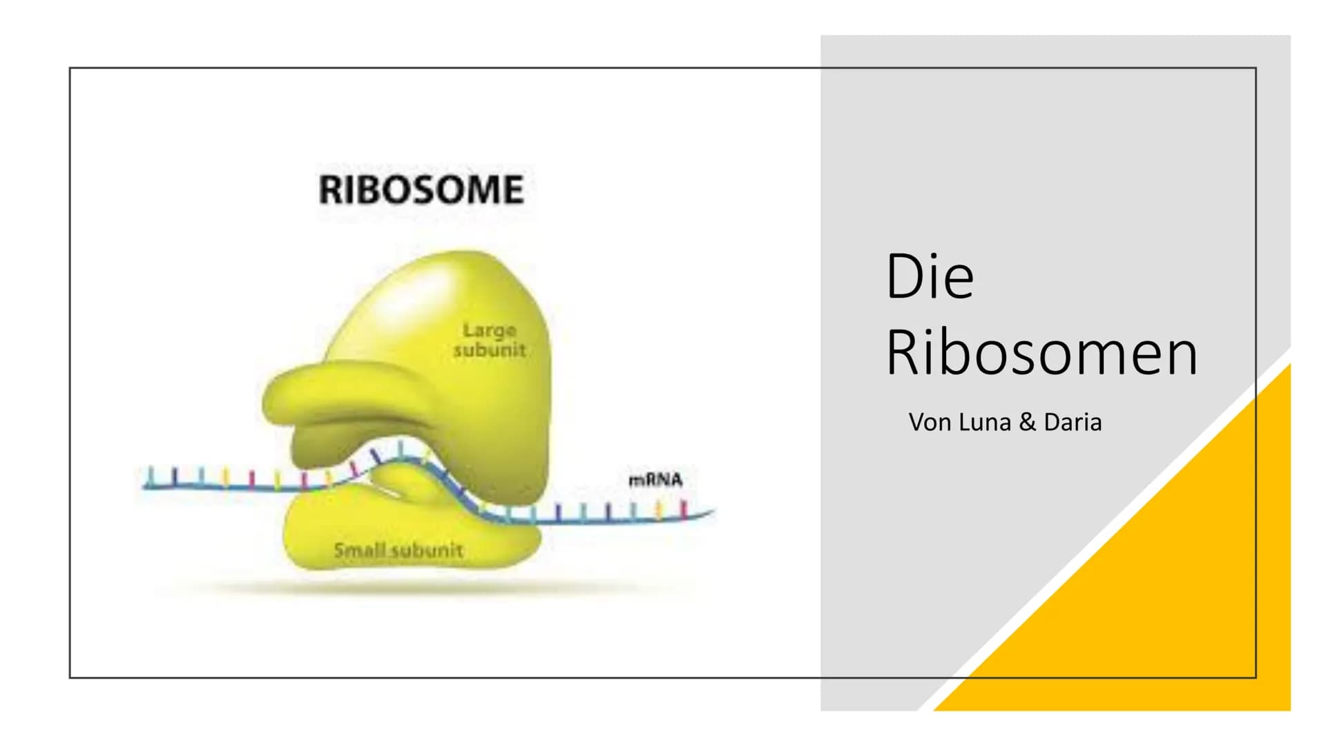RIBOSOME
Large
subunit
Small subunit
mRNA
Die
Ribosomen
Von Luna & Daria • Was sind Ribosomen
• Der Aufbau
• Die Funktion
●
• Die Entstehung