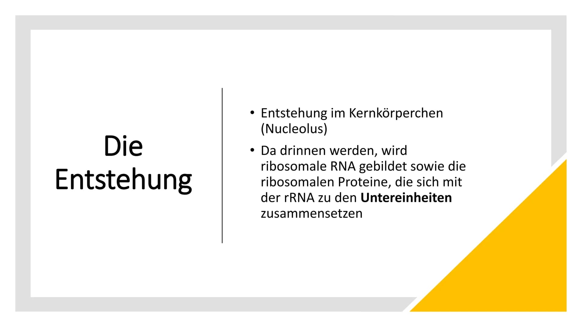 RIBOSOME
Large
subunit
Small subunit
mRNA
Die
Ribosomen
Von Luna & Daria • Was sind Ribosomen
• Der Aufbau
• Die Funktion
●
• Die Entstehung