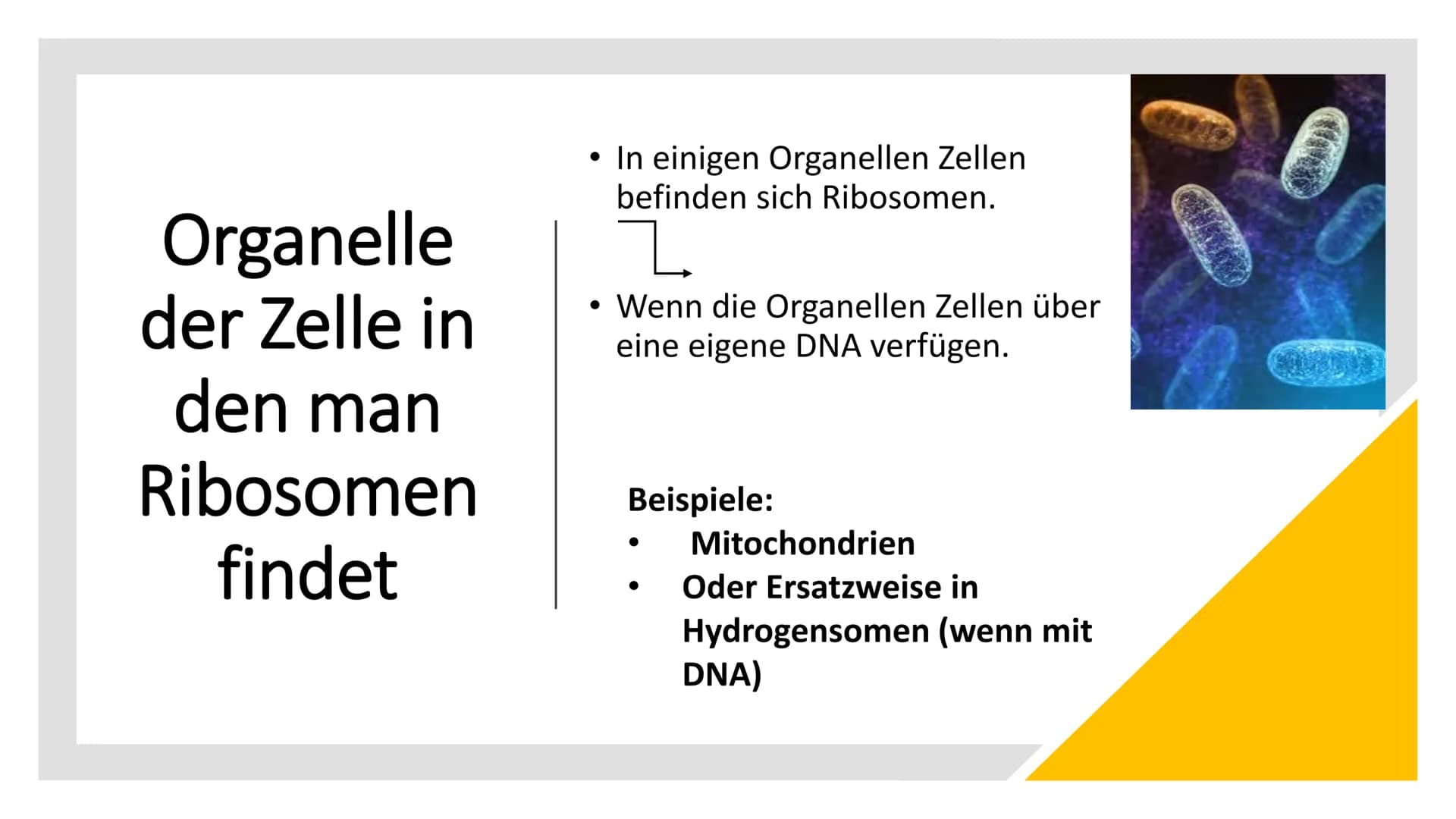 RIBOSOME
Large
subunit
Small subunit
mRNA
Die
Ribosomen
Von Luna & Daria • Was sind Ribosomen
• Der Aufbau
• Die Funktion
●
• Die Entstehung