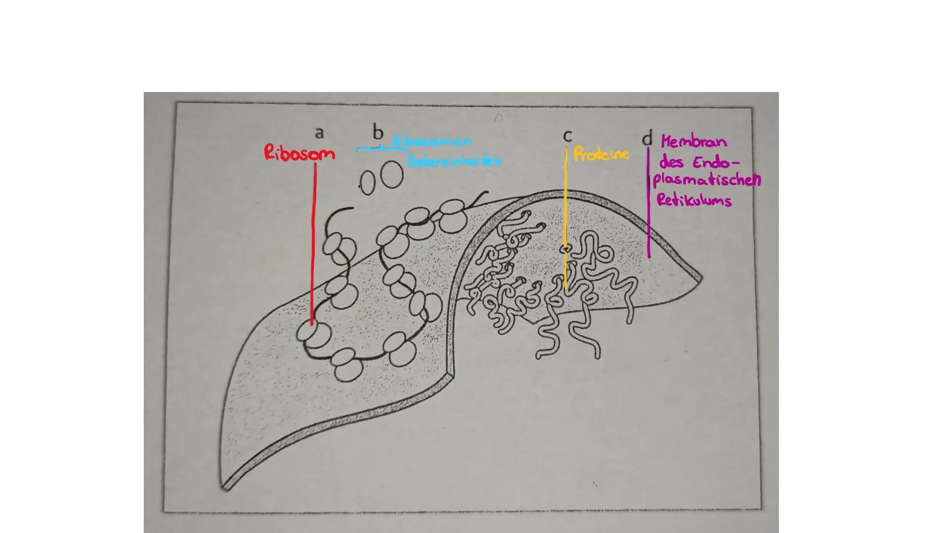 RIBOSOME
Large
subunit
Small subunit
mRNA
Die
Ribosomen
Von Luna & Daria • Was sind Ribosomen
• Der Aufbau
• Die Funktion
●
• Die Entstehung