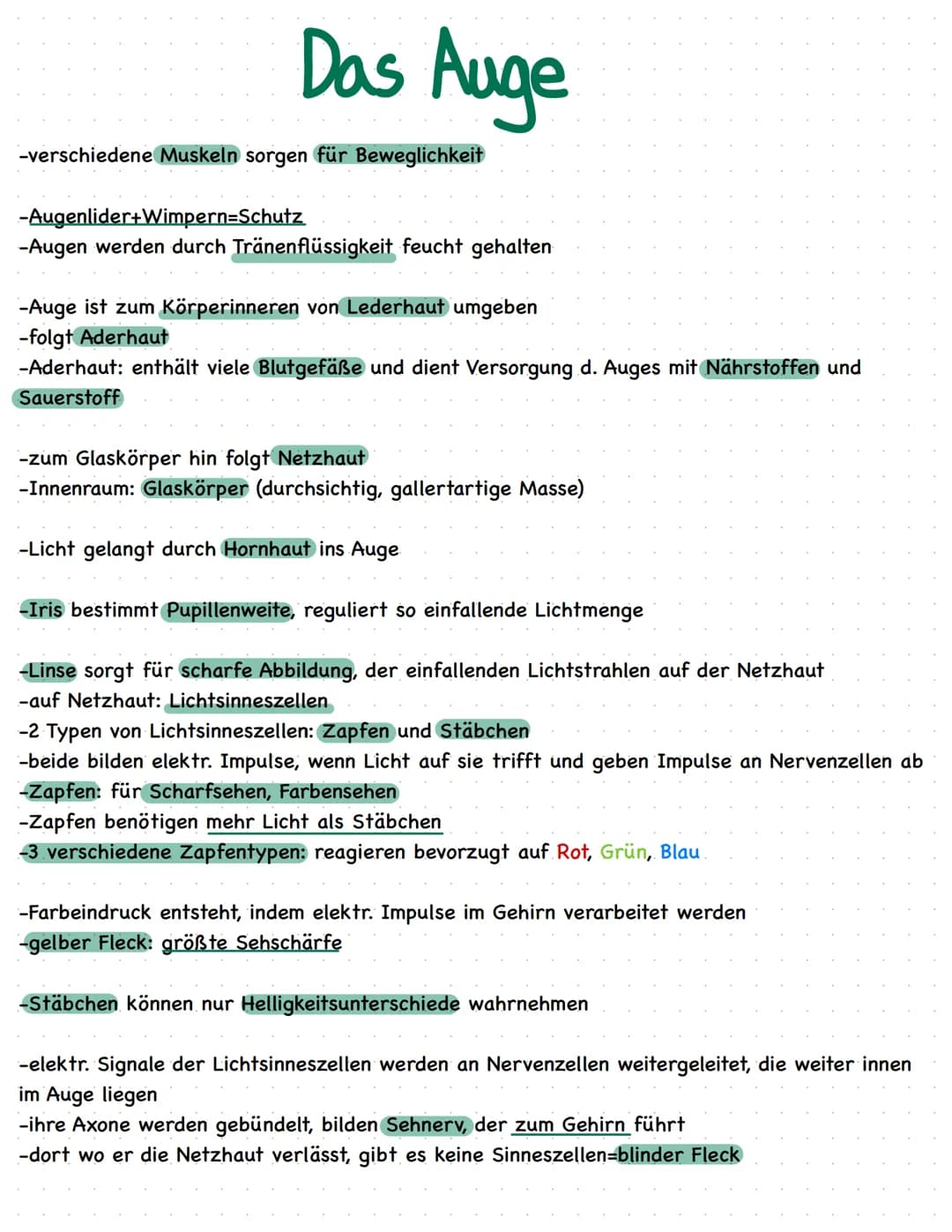 Das Auge
-verschiedene Muskeln sorgen für Beweglichkeit
-Augenlider+Wimpern-Schutz
-Augen werden durch Tränenflüssigkeit feucht gehalten
-Au