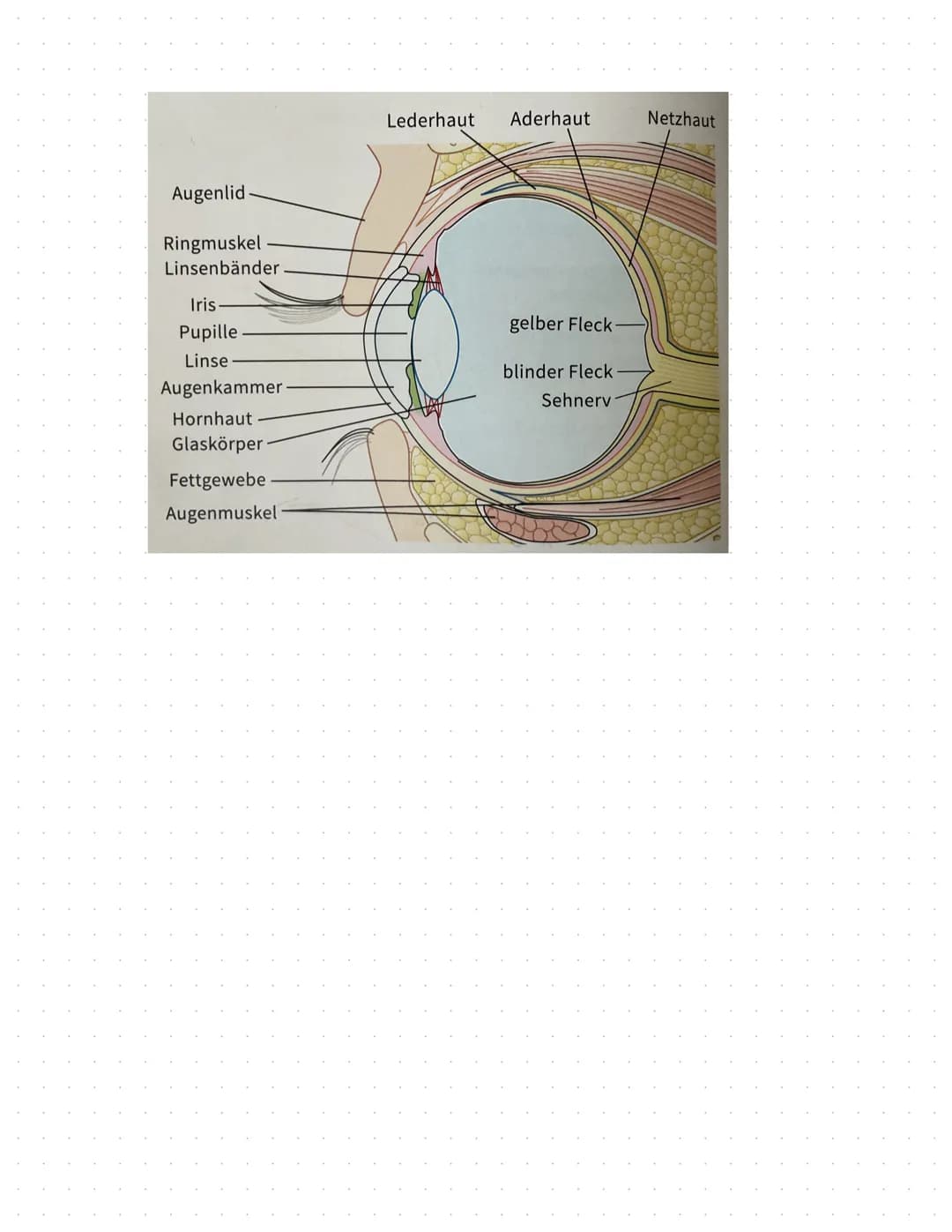 Das Auge
-verschiedene Muskeln sorgen für Beweglichkeit
-Augenlider+Wimpern-Schutz
-Augen werden durch Tränenflüssigkeit feucht gehalten
-Au