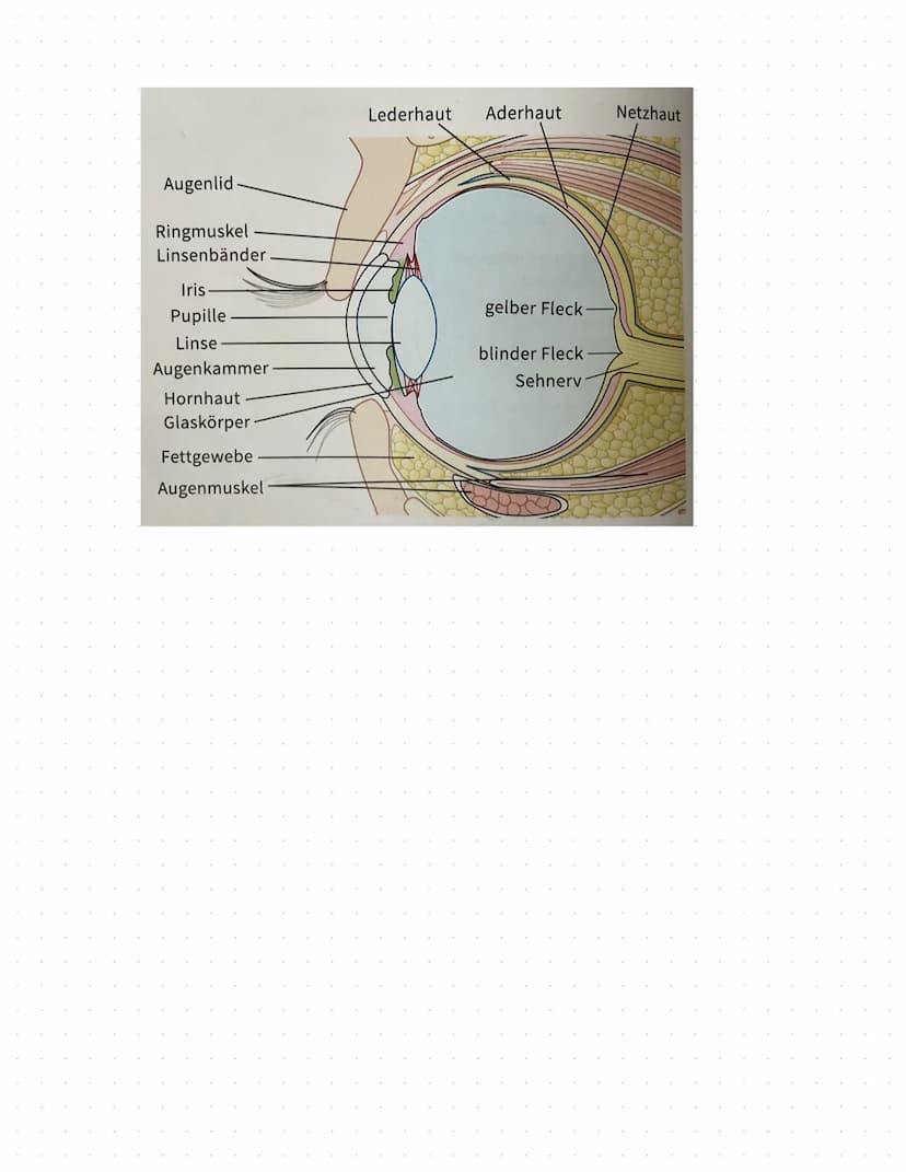 Das Auge
-verschiedene Muskeln sorgen für Beweglichkeit
-Augenlider+Wimpern-Schutz
-Augen werden durch Tränenflüssigkeit feucht gehalten
-Au