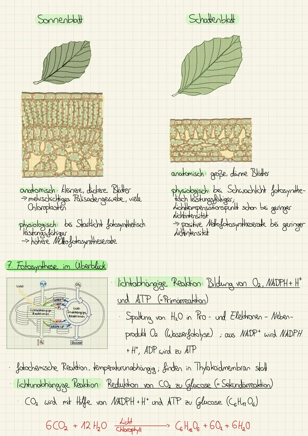 Übersicht über mögliche inhaltliche Schwerpunkte
Ökologie
Fachbegriffe der Ökologie (S. 290-291, AB)
2 Ökologische Potenz, Zeigerpflanzen (S
