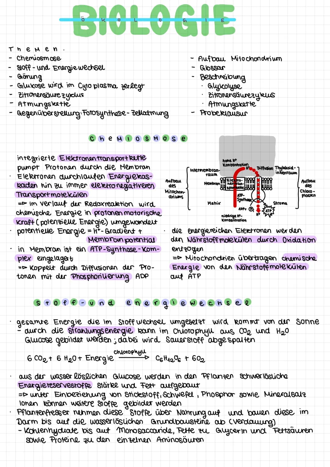BIOLOGIE
The Men.
Chemiosmose
Stoff- und Energie wechsel
Gärung
Glukose wird im Cyto plasma zerlegt
Zitronensäure zyklus
- Atmungskette
Gege