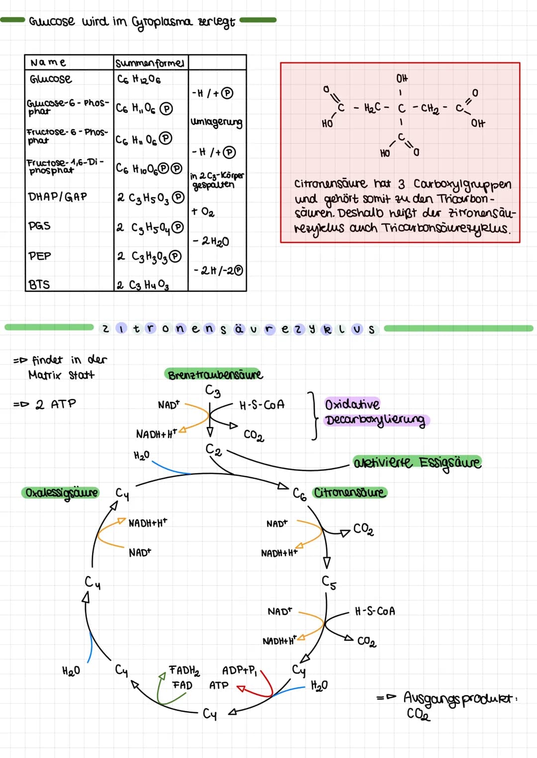 BIOLOGIE
The Men.
Chemiosmose
Stoff- und Energie wechsel
Gärung
Glukose wird im Cyto plasma zerlegt
Zitronensäure zyklus
- Atmungskette
Gege