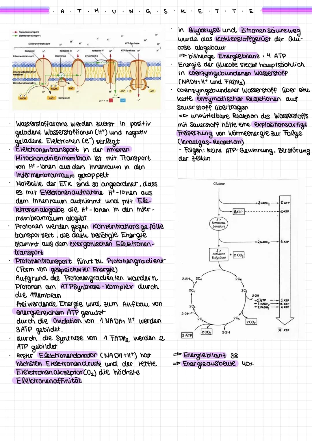 BIOLOGIE
The Men.
Chemiosmose
Stoff- und Energie wechsel
Gärung
Glukose wird im Cyto plasma zerlegt
Zitronensäure zyklus
- Atmungskette
Gege