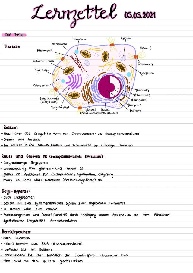 Know Die Zelle, Verdauung und Transport durch Biomembran  thumbnail