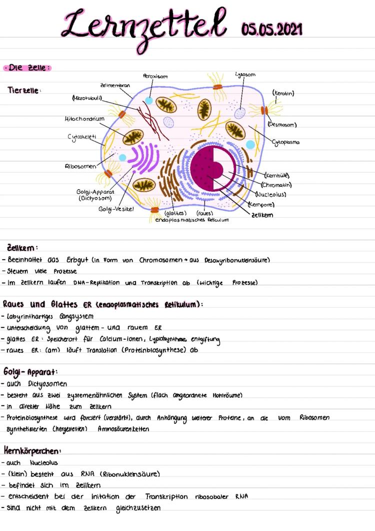 Know Die Zelle, Verdauung und Transport durch Biomembran  thumbnail