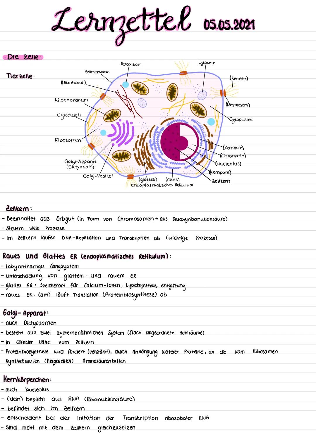 •Die Zelle:
Tierzelle:
Lernzettel
(Mikrotubuli)
Zellmembran
Mitochondrium
Cytoskelett
Ribosomen
Golgi-Apparat
(Dictyosom)
Golgi-Vesikel
Pero