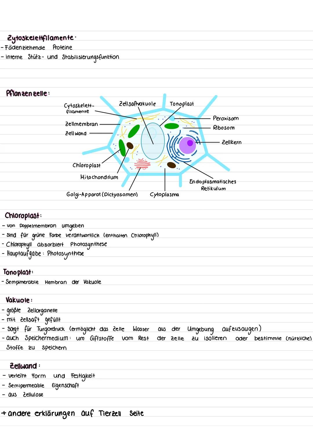 •Die Zelle:
Tierzelle:
Lernzettel
(Mikrotubuli)
Zellmembran
Mitochondrium
Cytoskelett
Ribosomen
Golgi-Apparat
(Dictyosom)
Golgi-Vesikel
Pero