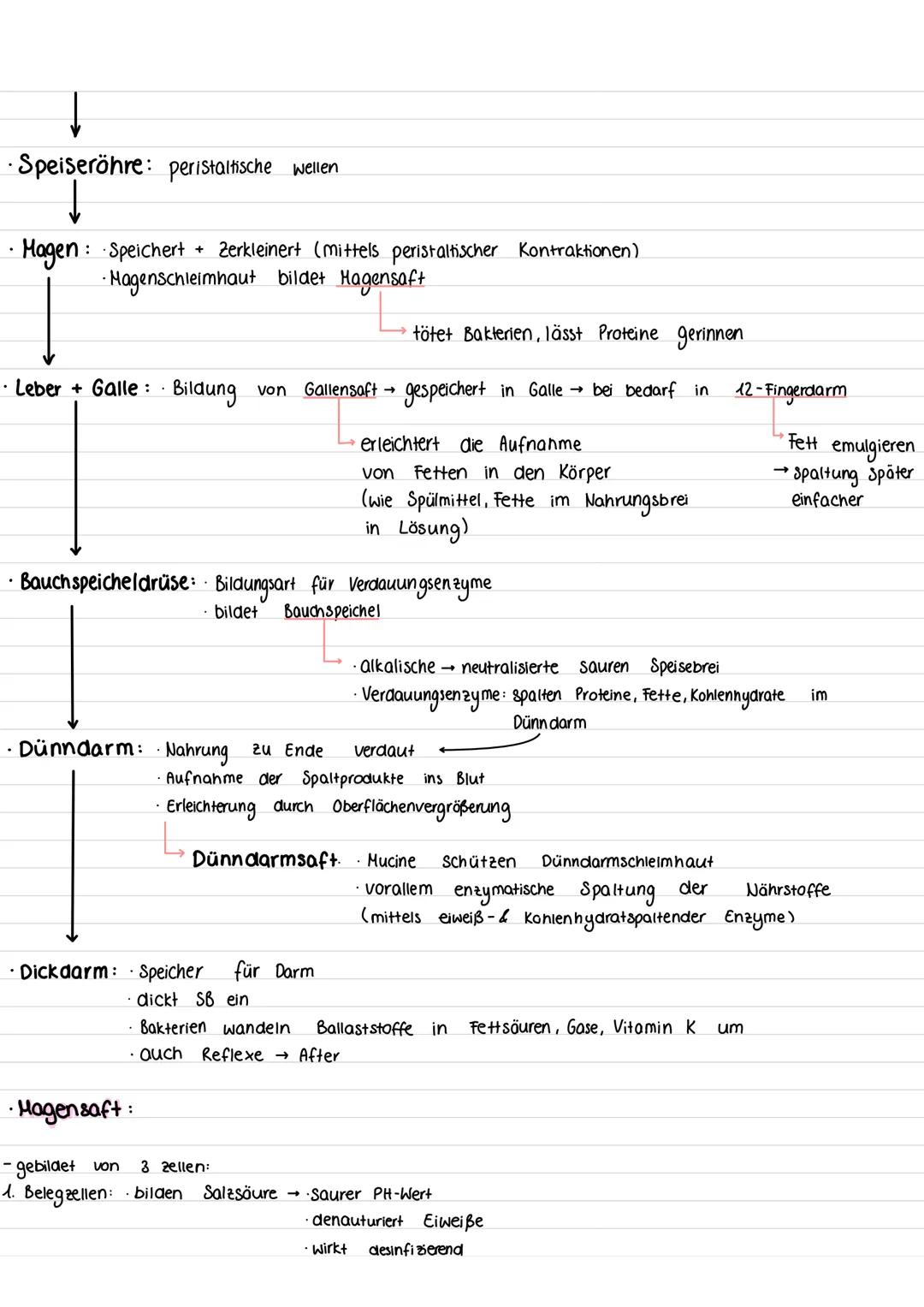 •Die Zelle:
Tierzelle:
Lernzettel
(Mikrotubuli)
Zellmembran
Mitochondrium
Cytoskelett
Ribosomen
Golgi-Apparat
(Dictyosom)
Golgi-Vesikel
Pero
