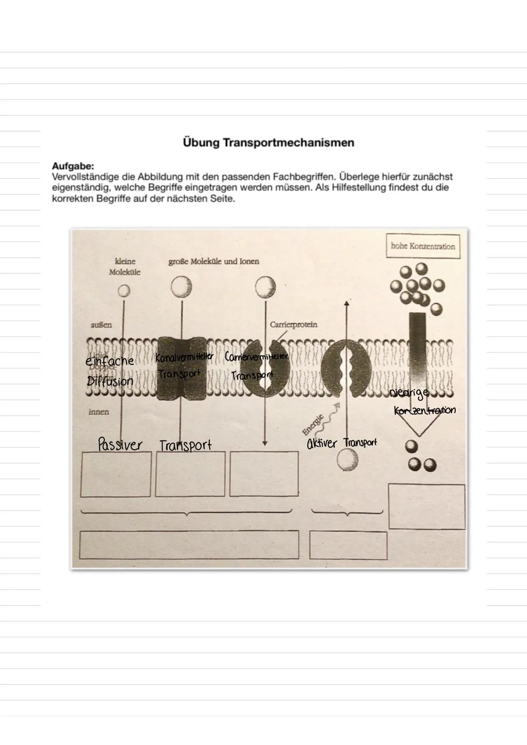 •Die Zelle:
Tierzelle:
Lernzettel
(Mikrotubuli)
Zellmembran
Mitochondrium
Cytoskelett
Ribosomen
Golgi-Apparat
(Dictyosom)
Golgi-Vesikel
Pero