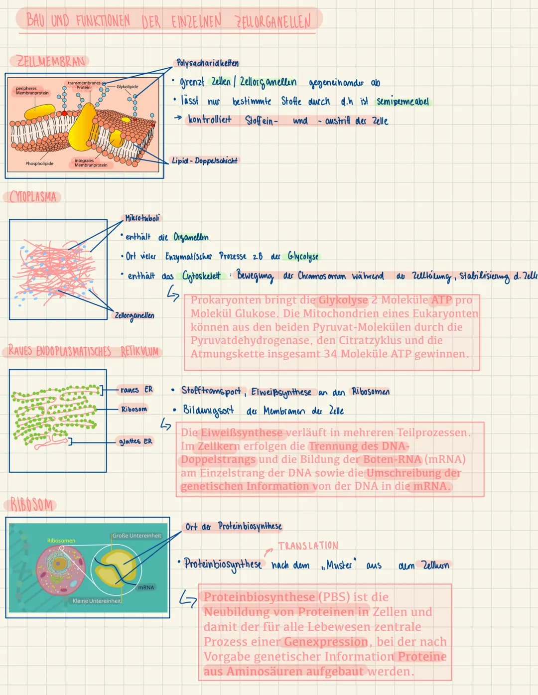 BAU UND FUNKTIONEN DER EINZELNEN ZELLORGANELLEN
ZELLMEMBRAN
peripheres
Membranprotein
Phospholipide
CYTOPLASMA
BIBOSOM
transmembranes e
Prot