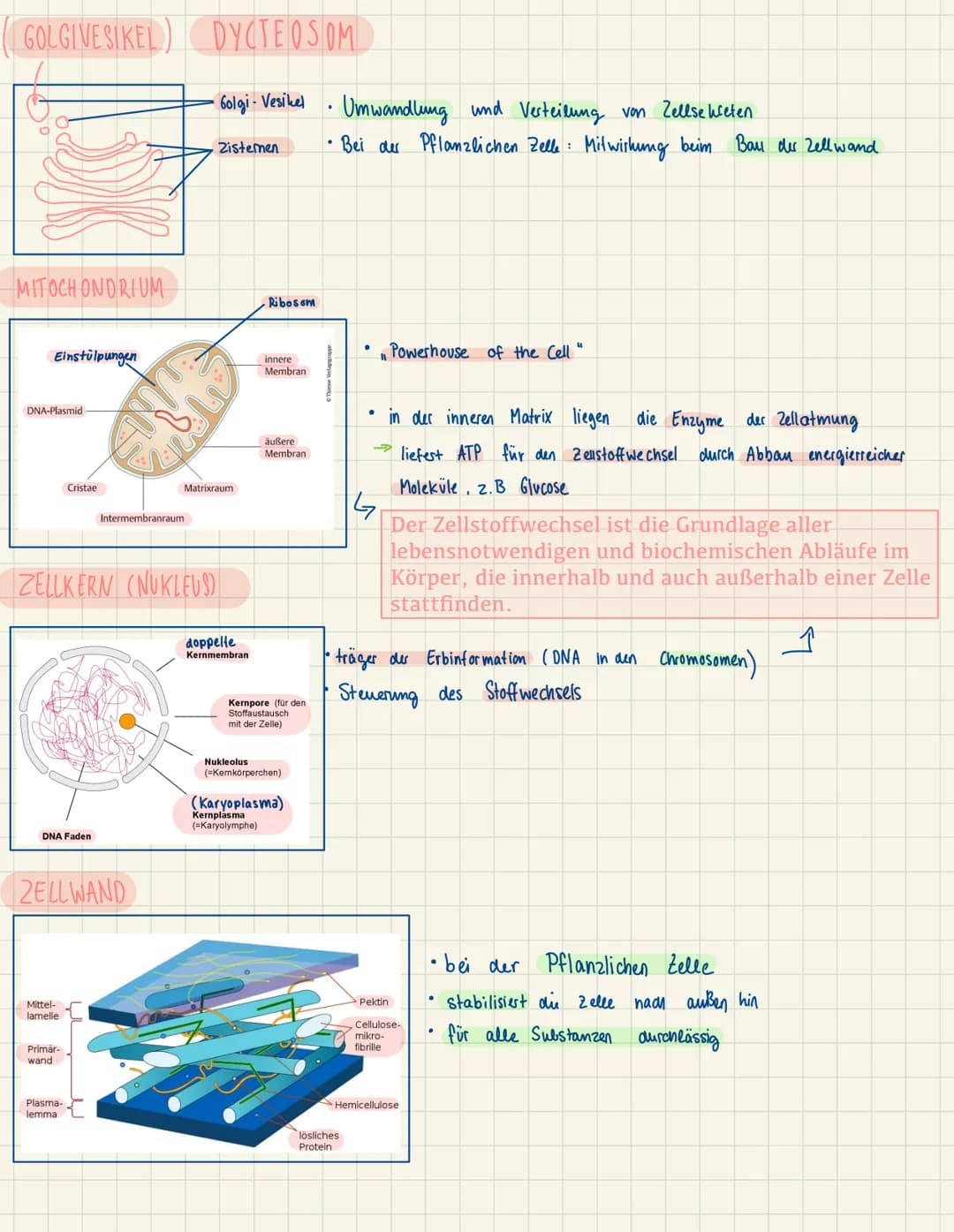 BAU UND FUNKTIONEN DER EINZELNEN ZELLORGANELLEN
ZELLMEMBRAN
peripheres
Membranprotein
Phospholipide
CYTOPLASMA
BIBOSOM
transmembranes e
Prot