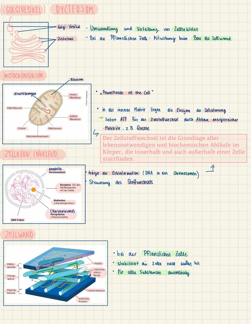 BAU UND FUNKTIONEN DER EINZELNEN ZELLORGANELLEN
ZELLMEMBRAN
peripheres
Membranprotein
Phospholipide
CYTOPLASMA
BIBOSOM
transmembranes e
Prot