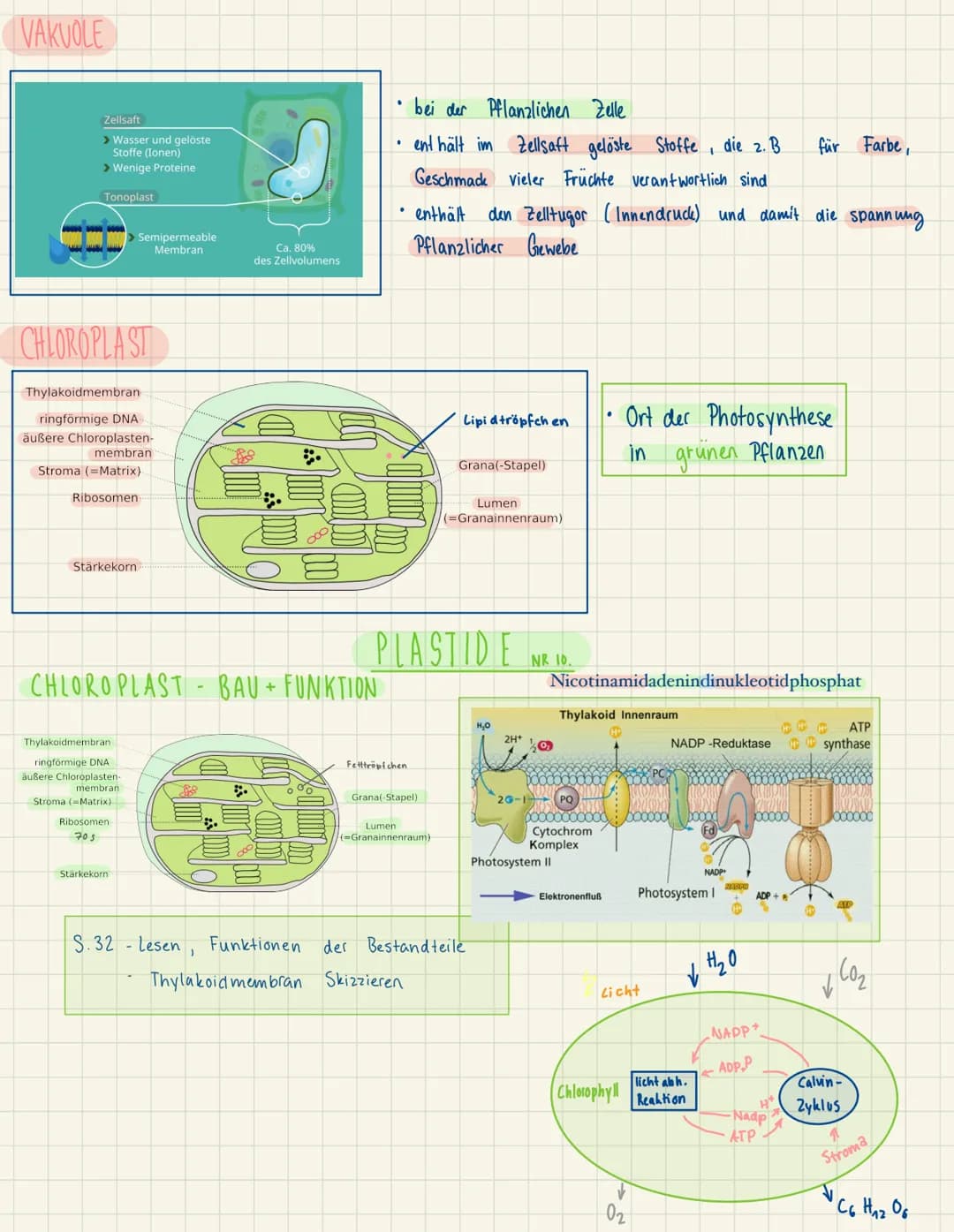 BAU UND FUNKTIONEN DER EINZELNEN ZELLORGANELLEN
ZELLMEMBRAN
peripheres
Membranprotein
Phospholipide
CYTOPLASMA
BIBOSOM
transmembranes e
Prot