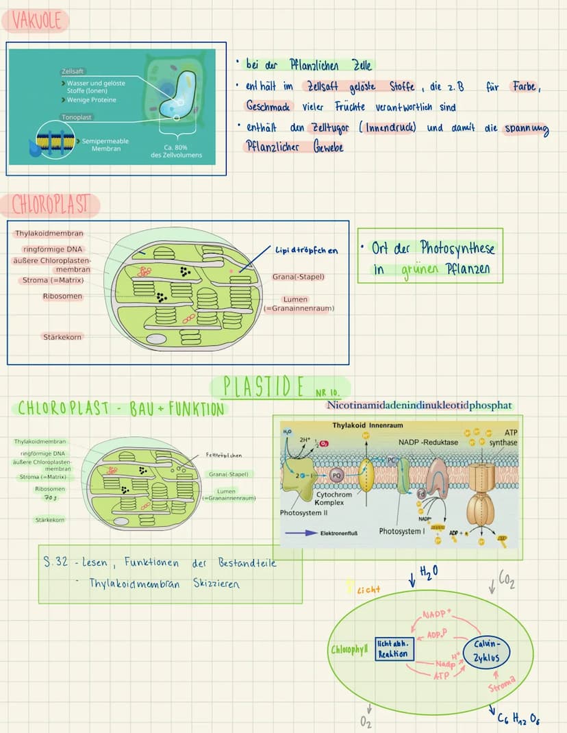 BAU UND FUNKTIONEN DER EINZELNEN ZELLORGANELLEN
ZELLMEMBRAN
peripheres
Membranprotein
Phospholipide
CYTOPLASMA
BIBOSOM
transmembranes e
Prot