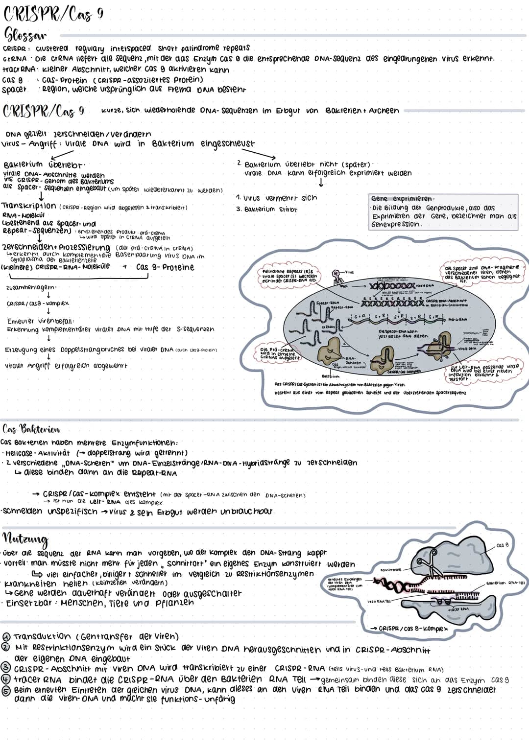 CRISPR/Cas 9
Glossar
CRISPR: Clustered regulary interspaced short palindrome repeats
GIRNA Die CrRNA liefert die sequenz, mit der das Enzym 