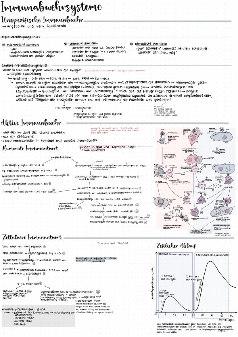 CRISPR/Cas 9
Glossar
CRISPR: Clustered regulary interspaced short palindrome repeats
GIRNA Die CrRNA liefert die sequenz, mit der das Enzym 