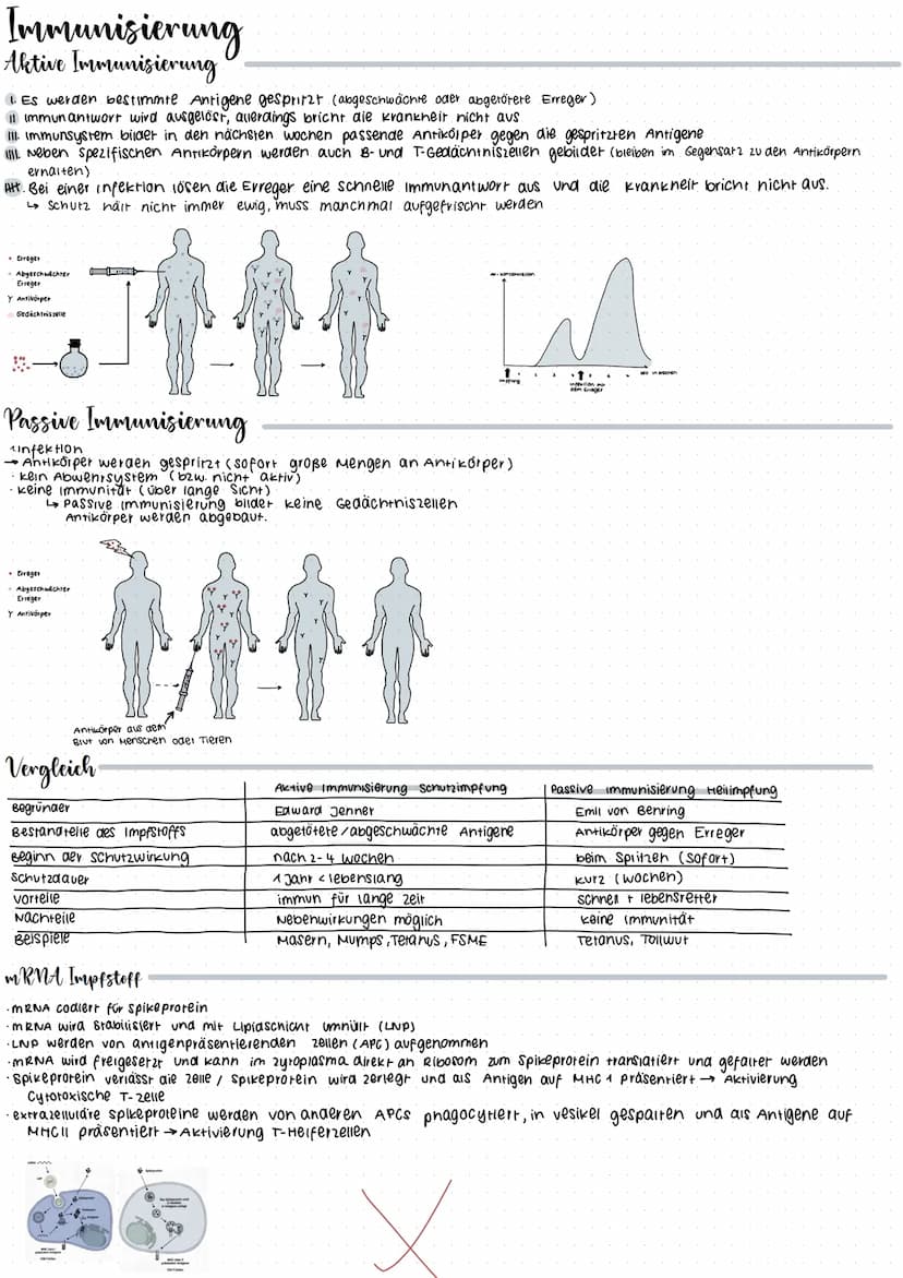 CRISPR/Cas 9
Glossar
CRISPR: Clustered regulary interspaced short palindrome repeats
GIRNA Die CrRNA liefert die sequenz, mit der das Enzym 