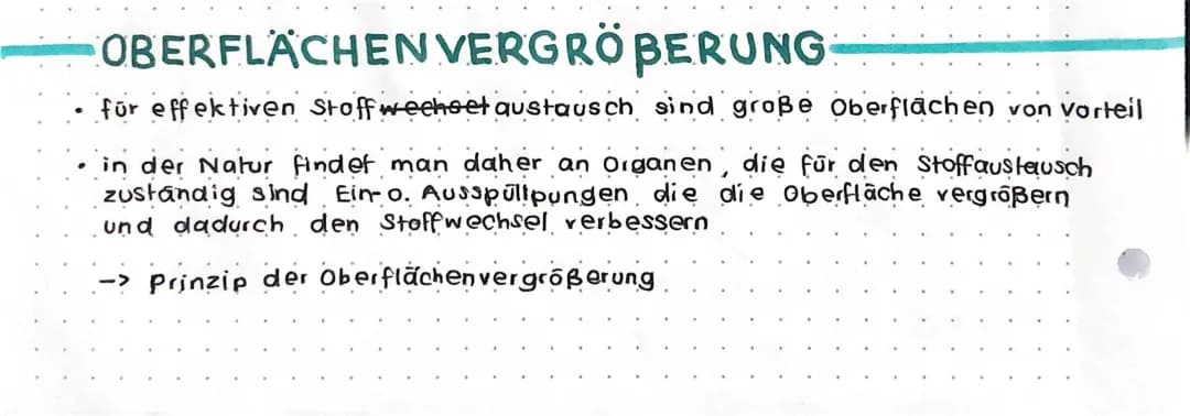 Biologisches Prinzip Oberflächenvergrößerung