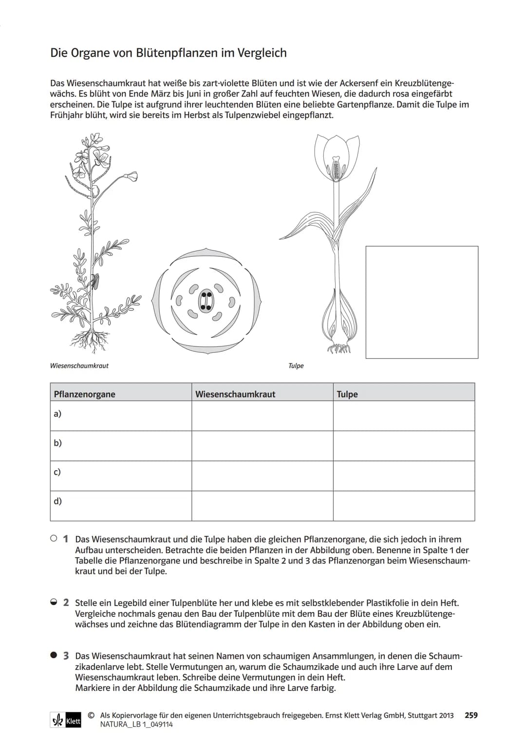 Die Organe von Blütenpflanzen im Vergleich
Das Wiesenschaumkraut hat weiße bis zart-violette Blüten und ist wie der Ackersenf ein Kreuzblüte