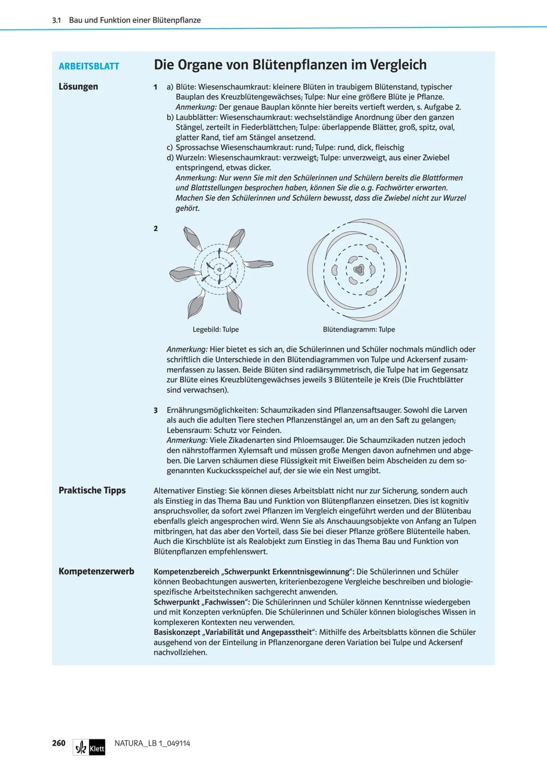 Die Organe von Blütenpflanzen im Vergleich
Das Wiesenschaumkraut hat weiße bis zart-violette Blüten und ist wie der Ackersenf ein Kreuzblüte