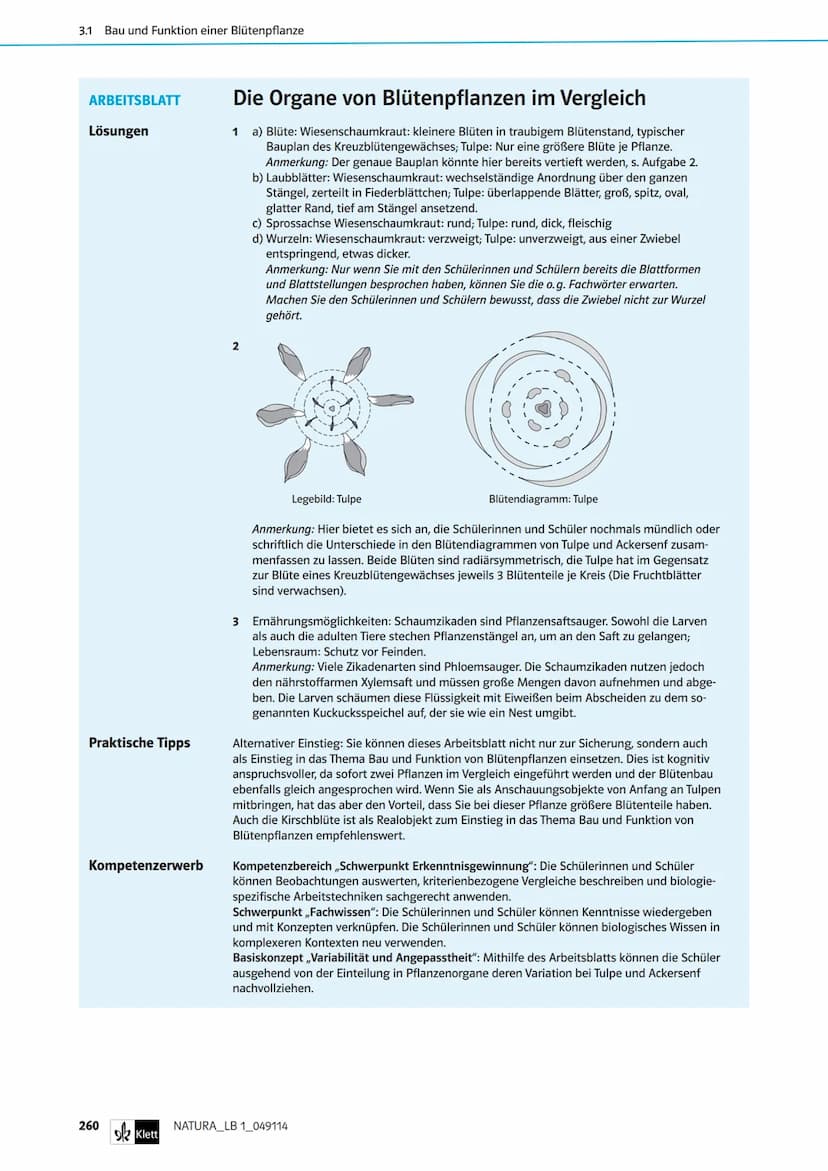 Die Organe von Blütenpflanzen im Vergleich
Das Wiesenschaumkraut hat weiße bis zart-violette Blüten und ist wie der Ackersenf ein Kreuzblüte