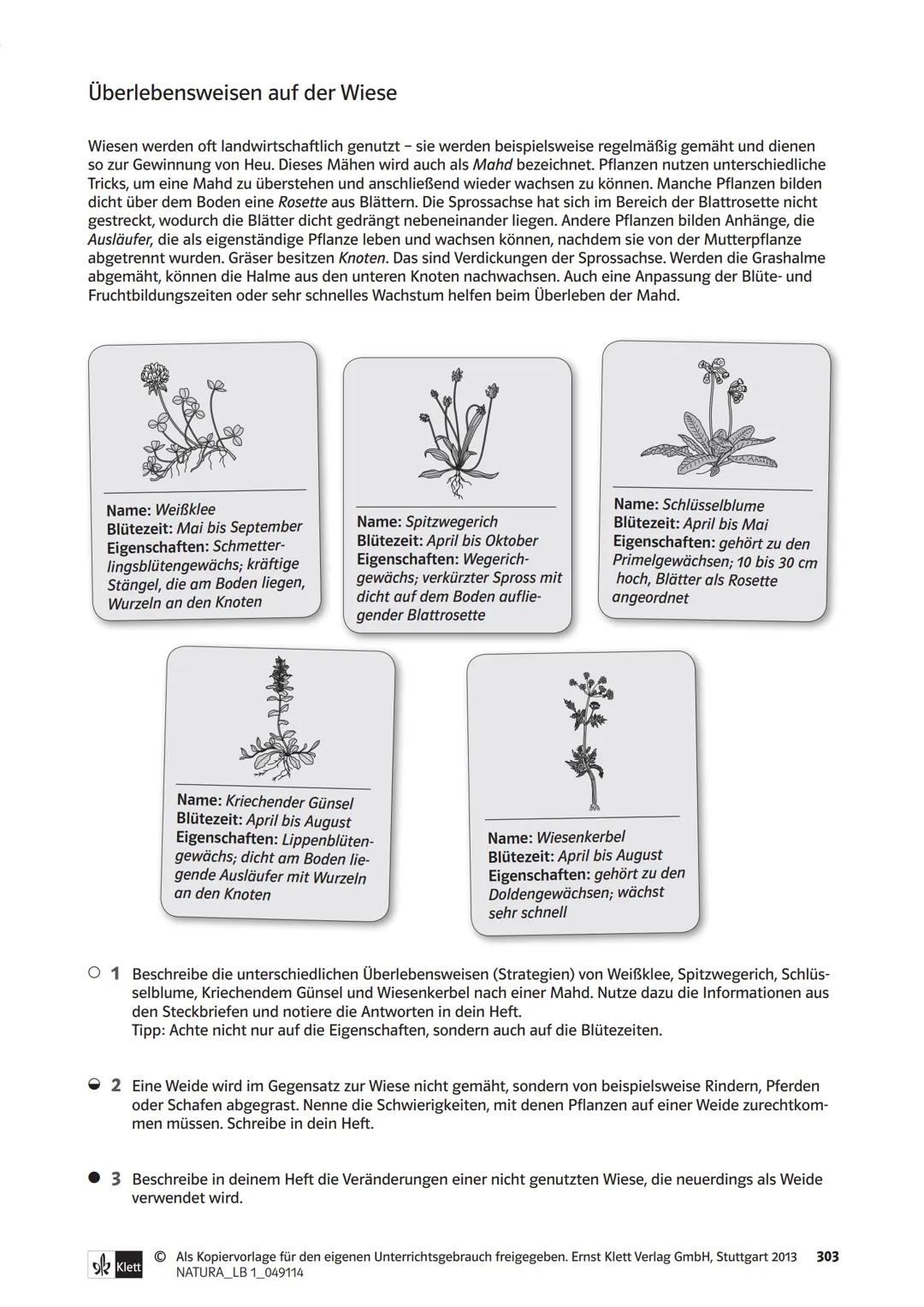 Die Organe von Blütenpflanzen im Vergleich
Das Wiesenschaumkraut hat weiße bis zart-violette Blüten und ist wie der Ackersenf ein Kreuzblüte