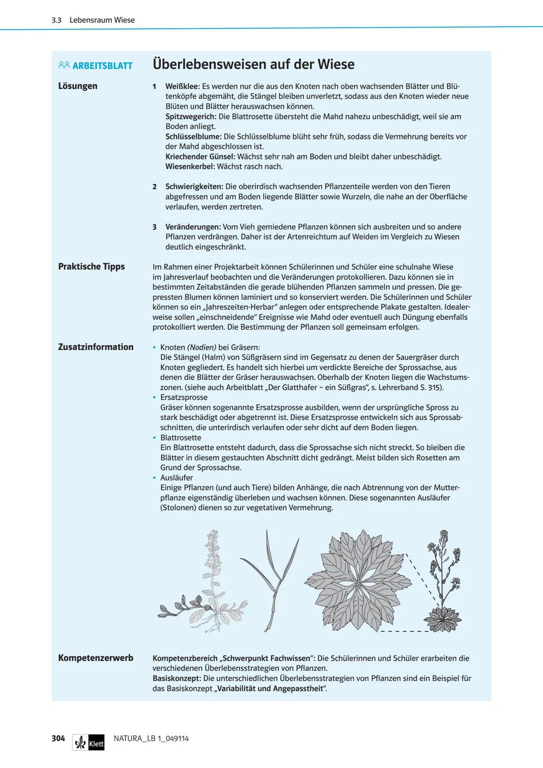 Die Organe von Blütenpflanzen im Vergleich
Das Wiesenschaumkraut hat weiße bis zart-violette Blüten und ist wie der Ackersenf ein Kreuzblüte