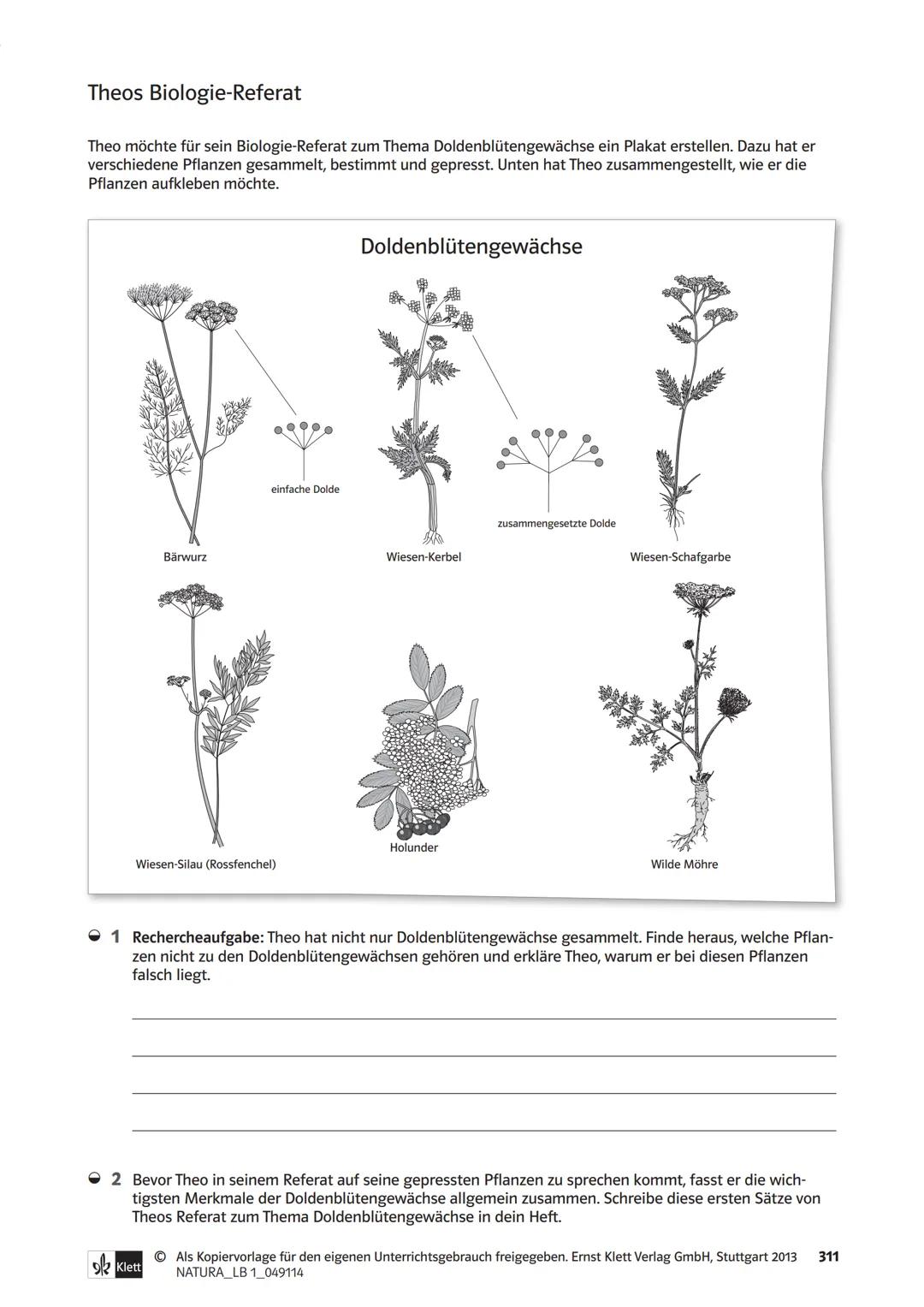 Die Organe von Blütenpflanzen im Vergleich
Das Wiesenschaumkraut hat weiße bis zart-violette Blüten und ist wie der Ackersenf ein Kreuzblüte