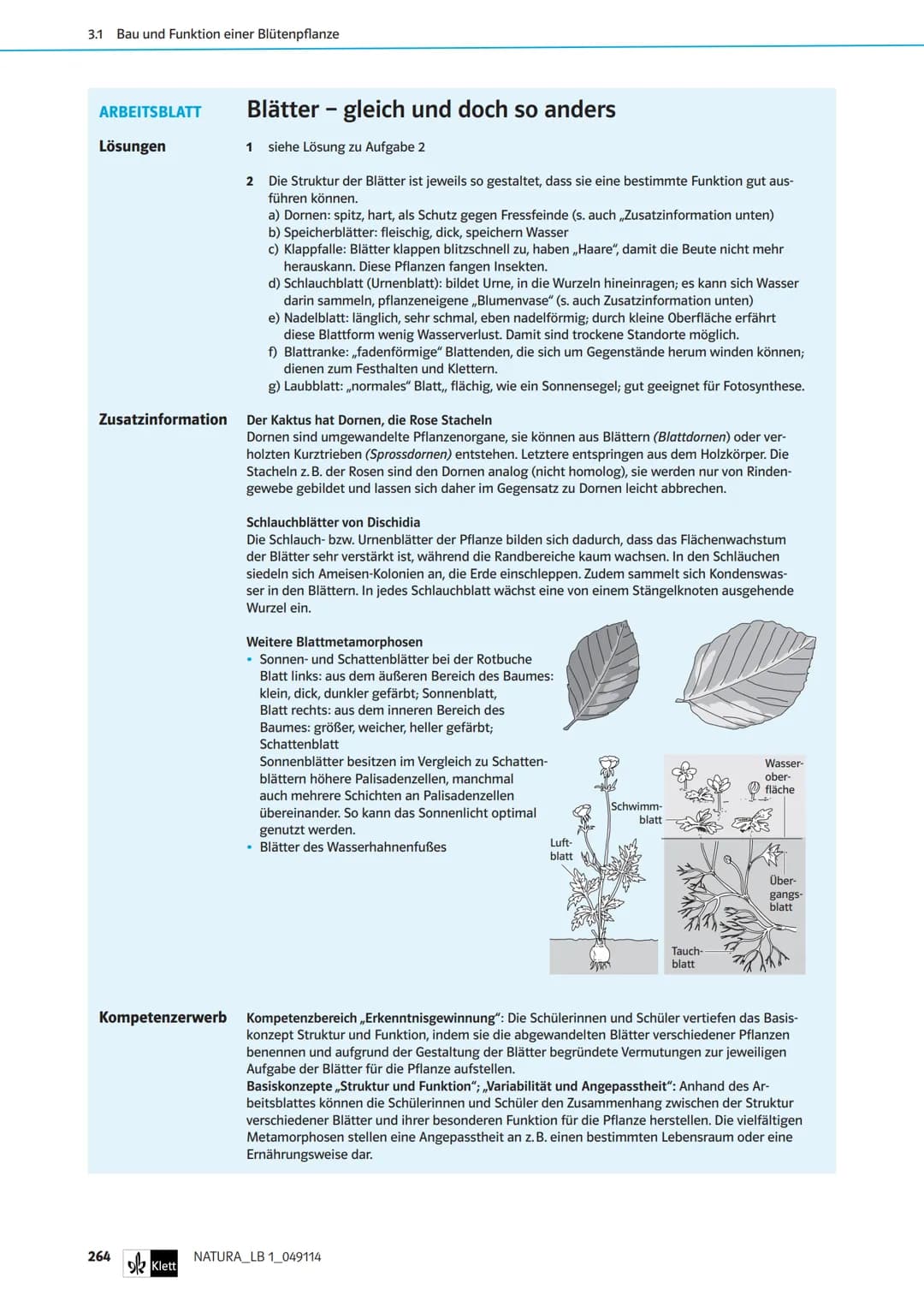 Die Organe von Blütenpflanzen im Vergleich
Das Wiesenschaumkraut hat weiße bis zart-violette Blüten und ist wie der Ackersenf ein Kreuzblüte