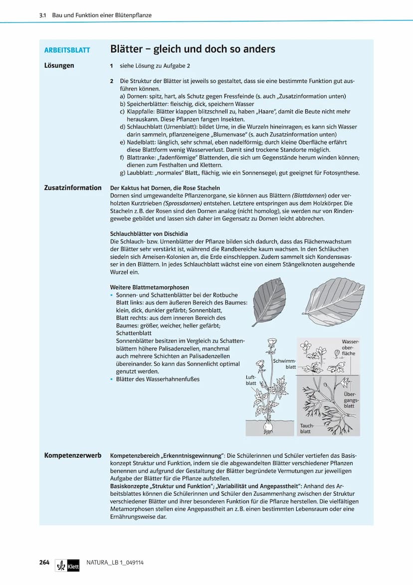 Die Organe von Blütenpflanzen im Vergleich
Das Wiesenschaumkraut hat weiße bis zart-violette Blüten und ist wie der Ackersenf ein Kreuzblüte