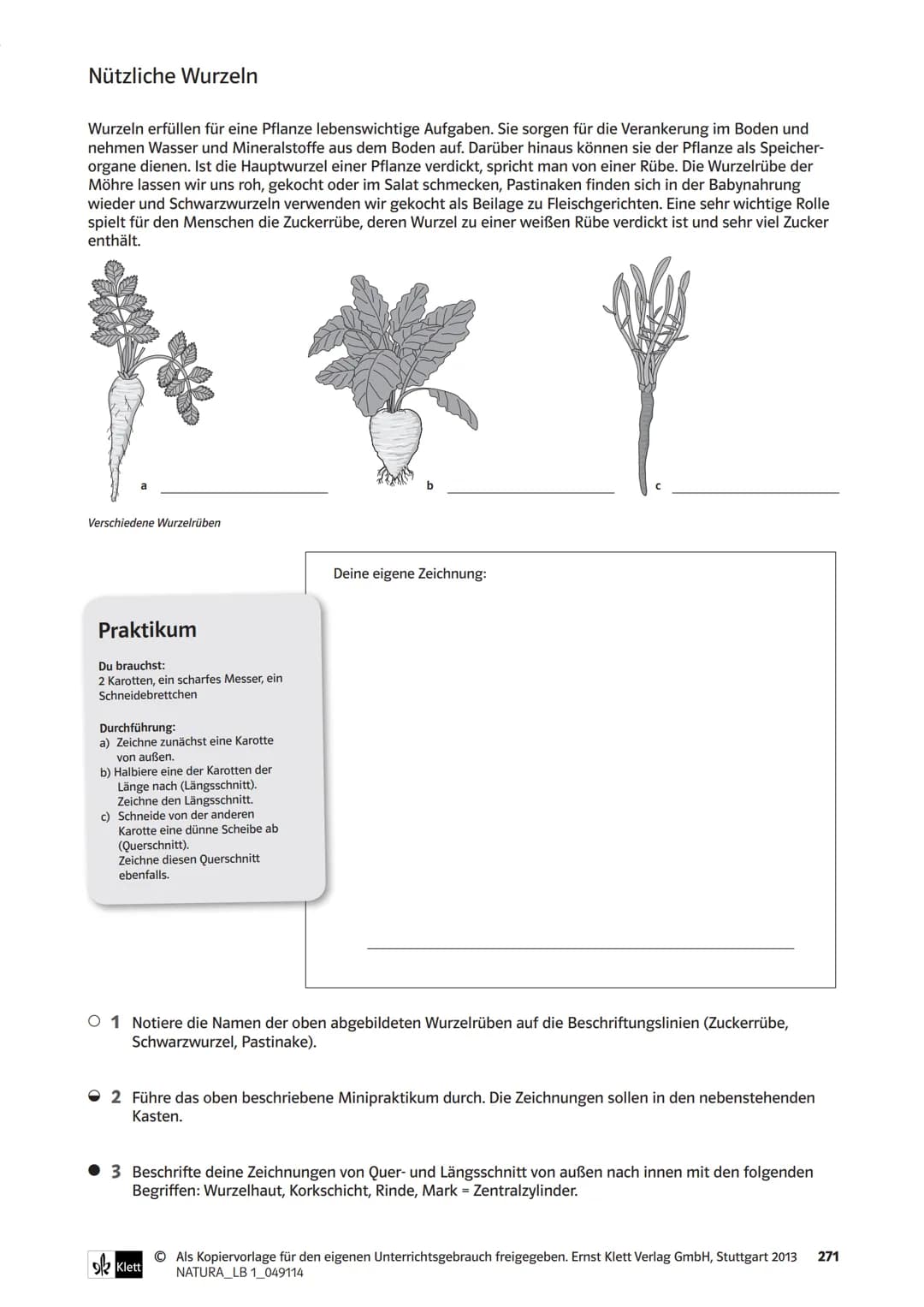 Die Organe von Blütenpflanzen im Vergleich
Das Wiesenschaumkraut hat weiße bis zart-violette Blüten und ist wie der Ackersenf ein Kreuzblüte