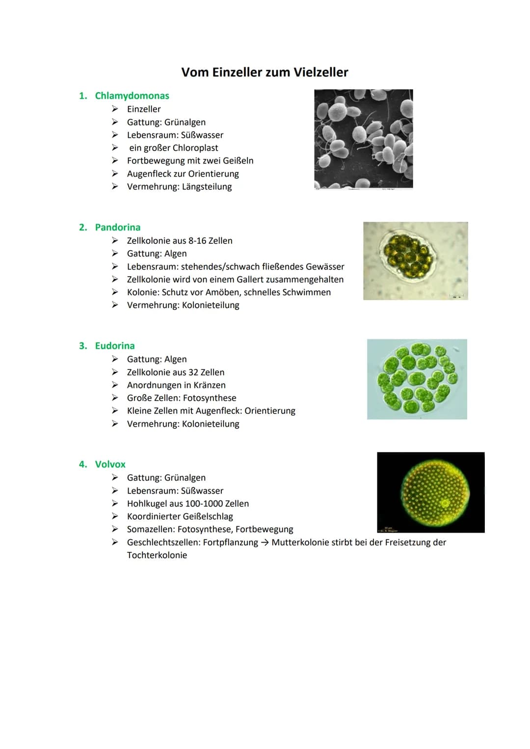 1. Chlamydomonas
▸ Einzeller
Gattung: Grünalgen
Lebensraum: Süßwasser
ein großer Chloroplast
➤Fortbewegung mit zwei Geißeln
► Augenfleck zur